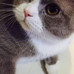 CFA英短猫舍AMILY:沈阳市铁西区