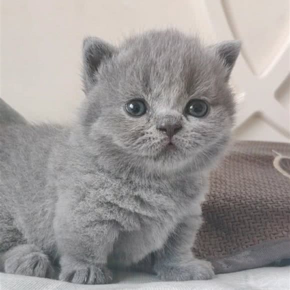 大豆猫舍:沈阳市苏家屯区