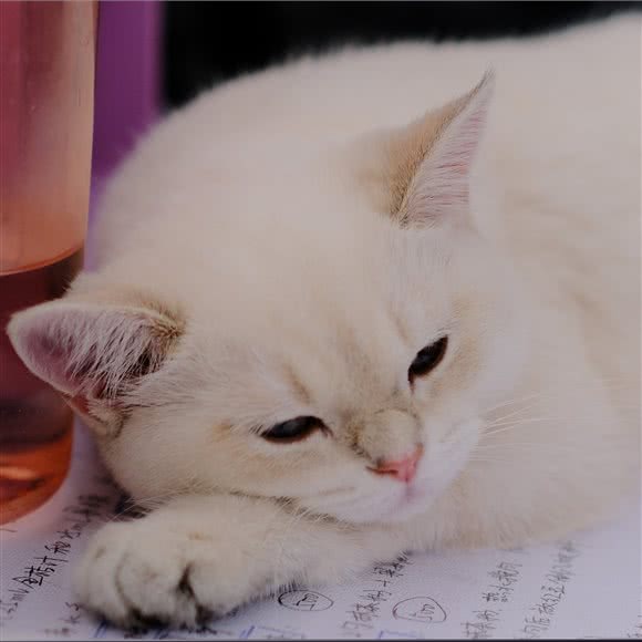 灵猫塔罗·猫咖:廊坊市广阳区建国道附近