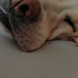 毛毛の宠物店:沈阳市浑南区