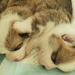 爱宠乐柯基犬舍:沈阳市浑南区