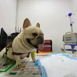 安德瑞宠物医院:沈阳市浑南区