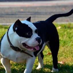 宠物托管班(一年一班):沈阳市沈北新区