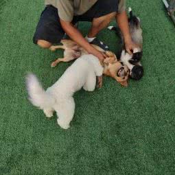 神奇动物爱宠乐园:沈阳市于洪区