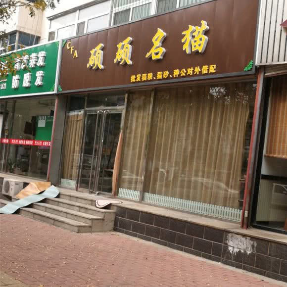 硕硕名猫:沈阳市辽中区