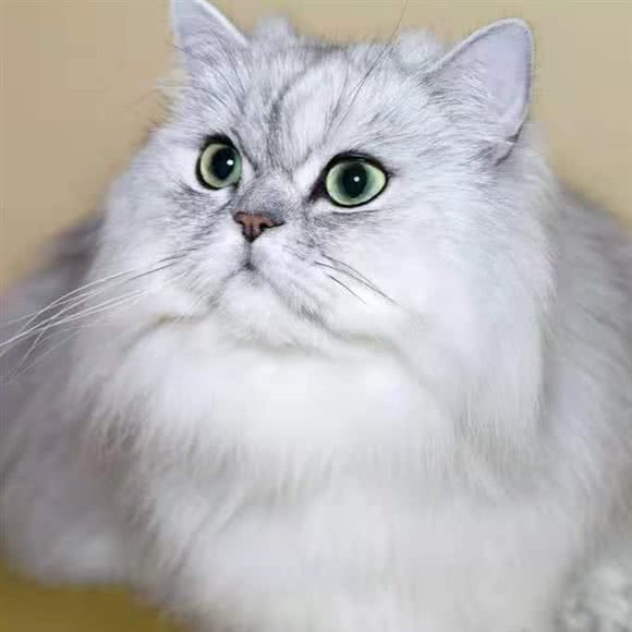 宠喵爱旺生活馆:衡水市桃城区和平西路附近