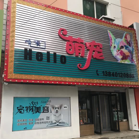 哈喽萌宠:沈阳市新民市