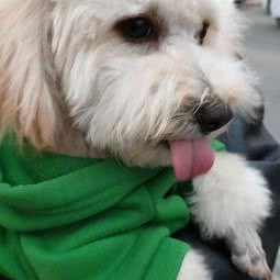 新民市添爱宠物医院:沈阳市新民市