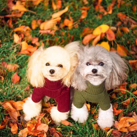 宠物风尚摄影:大连市中山区