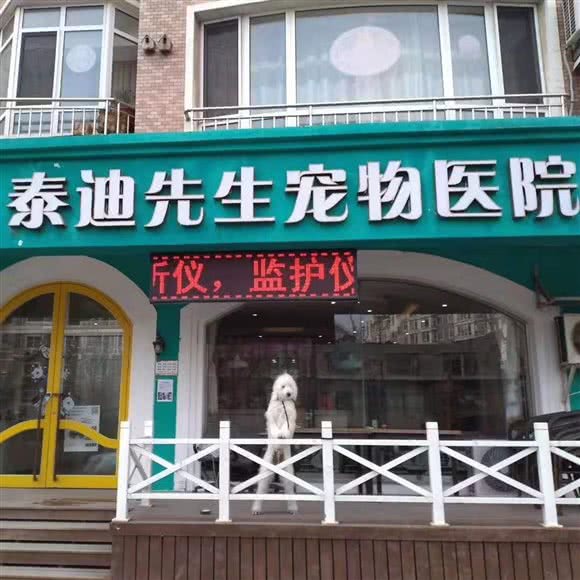 泰迪先生宠物医院:大连市中山区