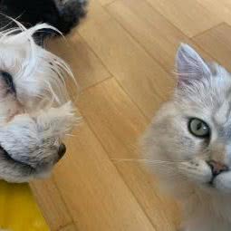 猫狗伎町宠物工作室:大连市西岗区