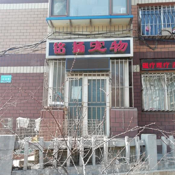 铭扬宠物:大连市西岗区
