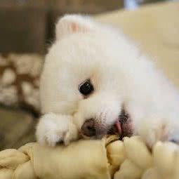 园源宠物:大连市甘井子区