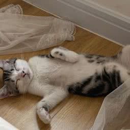 宠爱有家:大连市甘井子区