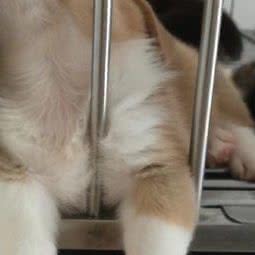 毛球宠物店:大连市甘井子区