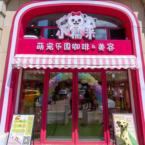 小糯米萌宠乐园猫咖&宠物美容:大连市甘井子区