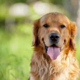 Petmark宠印高端宠物会馆:北京城区朝阳区北苑家园附近