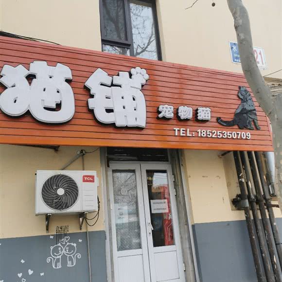 猫铺宠物猫:大连市瓦房店市