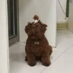 庄河关爱动物医院:大连市庄河市