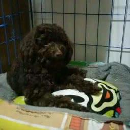 惜佳宠物医疗服务中心:太原市小店区长风街附近