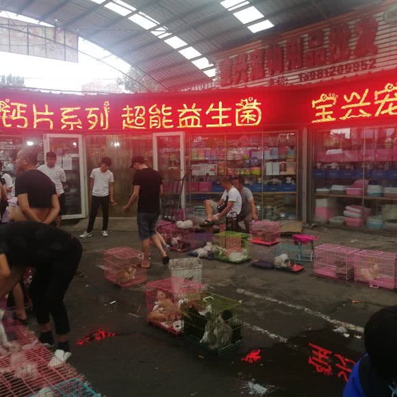 宝兴宠物超市:鞍山市铁西区