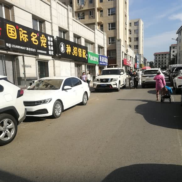 种猫借配:鞍山市海城市