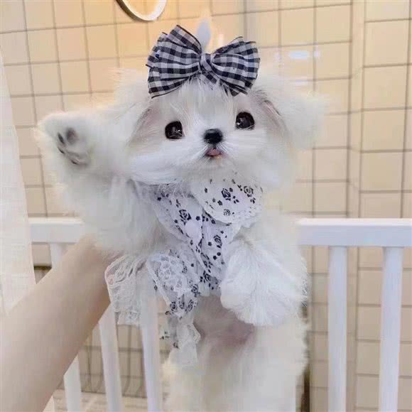 心上宠:北京城区朝阳区北苑家园附近