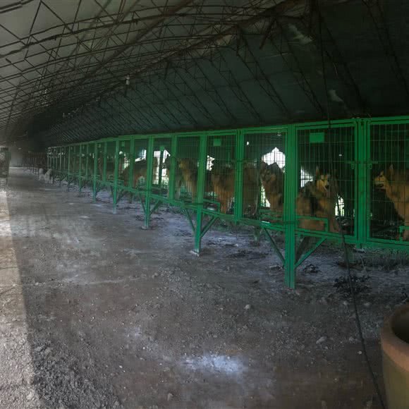 吴氏犬业:鞍山市海城市