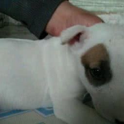 天宇牛头梗犬舍:鞍山市海城市