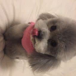 宠物幼稚园:北京城区朝阳区北苑家园附近