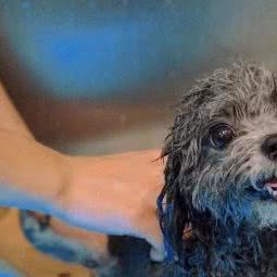 它爱宠物:太原市小店区平阳路附近