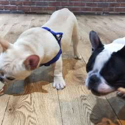 艾咪宠物:丹东市振安区