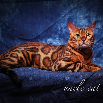 猫叔公馆·猫主题博物馆:太原市小店区坞城路附近