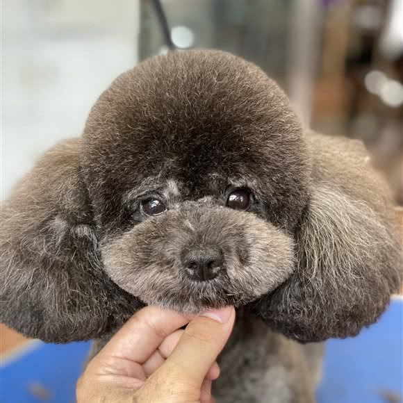 派多格狗狗:阜新市海州区