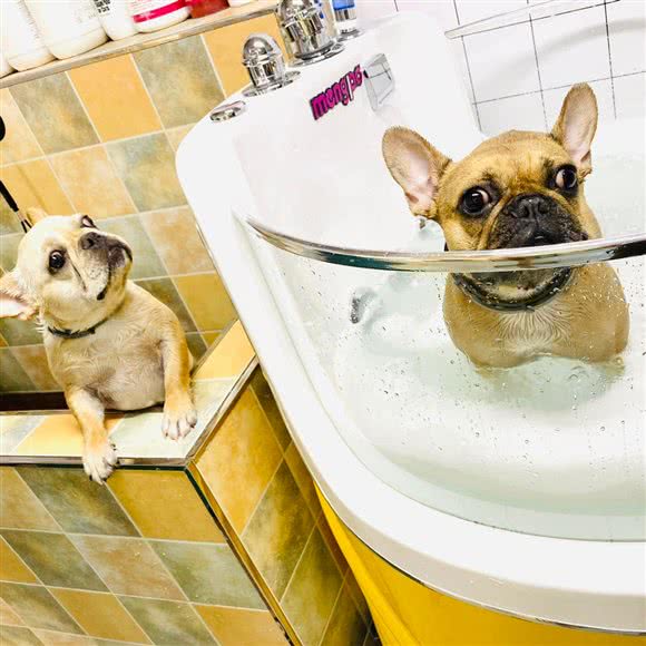 橡皮家的宠物店:辽阳市白塔区