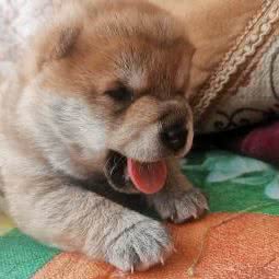 柴犬舍:辽阳市宏伟区