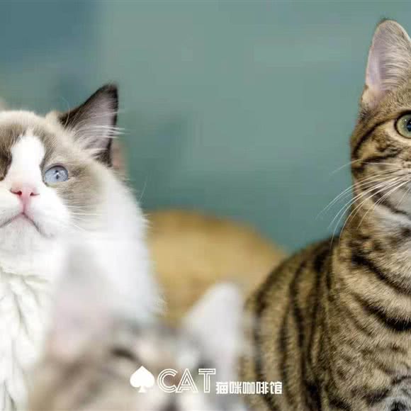 黑桃Cat猫咖葡者高级宠物(N1文创店):太原市小店区南中环街附近