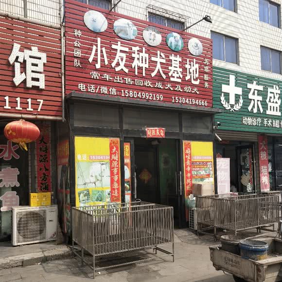 小友种犬基地:辽阳市辽阳县