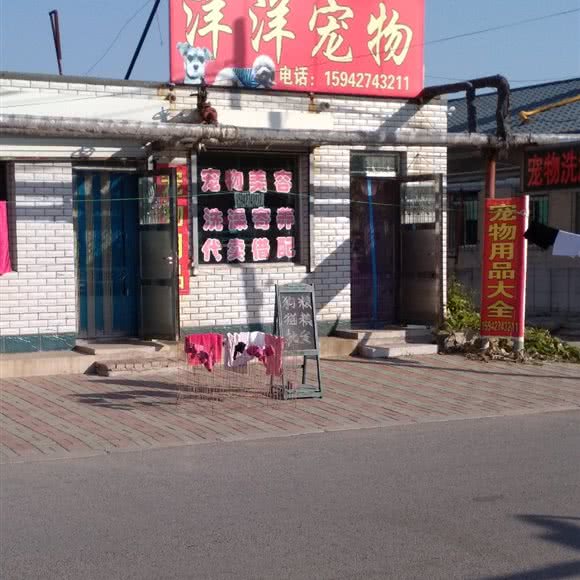 洋洋宠物:盘锦市兴隆台区