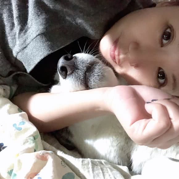 辽宁孤狼犬业_哈士奇犬舍:铁岭市铁岭县