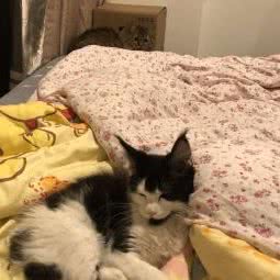 多多宠物医院:铁岭市昌图县