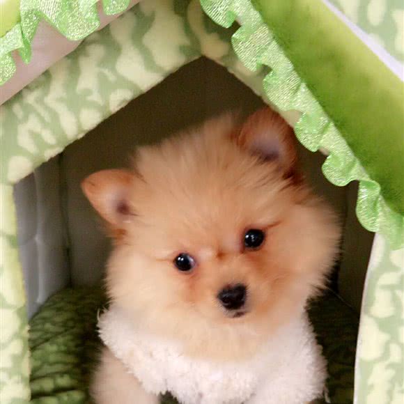 宠宠屋:铁岭市开原市