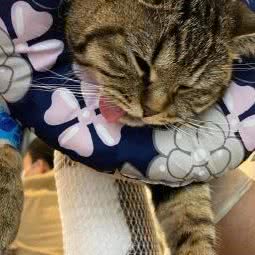 顺康动物医院:铁岭市开原市