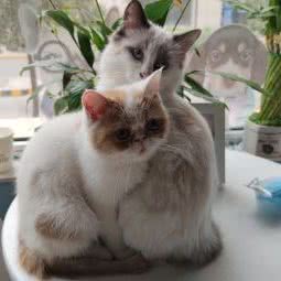 MODPET摩登宠物美容店:太原市小店区通达街附近