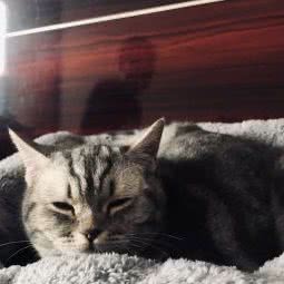 LuLu Pets宠铺:太原市小店区通达街附近