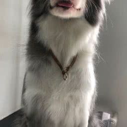 途嗳宠物:长春市南关区