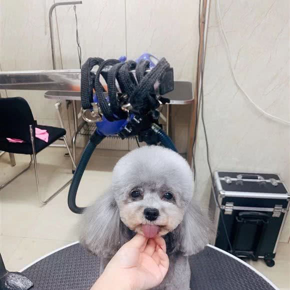 宠爱有嘉:长春市南关区