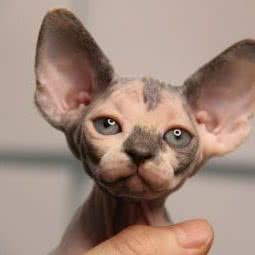 ZN无毛猫舍:长春市南关区