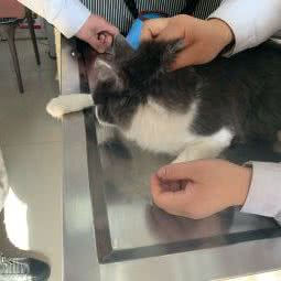 孟孟动物医院:长春市南关区