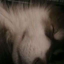 铭丰动物医院(前进大街店):长春市南关区